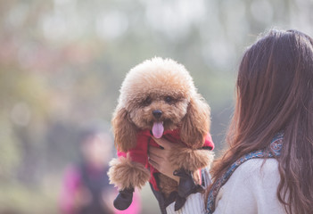 Toy Poodle playing with its female master in a park.