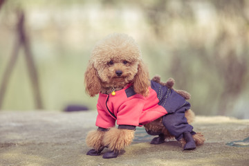 Toy Poodle playing in a park in city of China.
