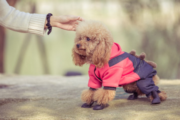 Toy Poodle playing in a park in city of China.