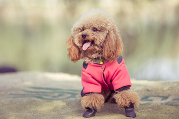 Toy Poodle playing in a park in city of China.