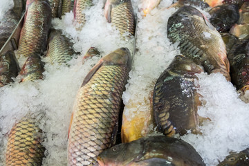 Fresh serranidae and cyprinus or  typical carps on ice at the ci
