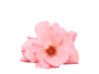 Naklejka na ściany i meble Pink rose on isolated background