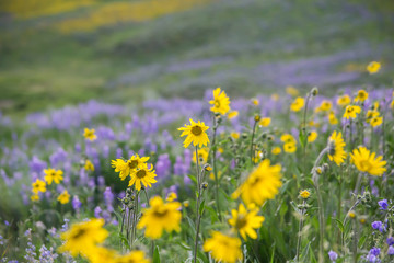 Colorado Meadow