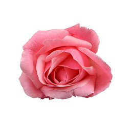 Pink rose on isolated background