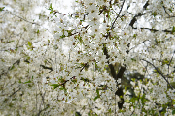 Blossoming white cherry tree 