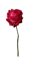 Red rose on isolated background