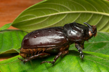 Asiatic rhinoceros beetle (Oryctes rhinoceros) on a leaf