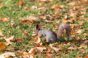 Portrait of a squirrel