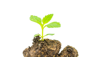 Green sprout growing isolate on white background