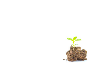 Green sprout growing isolate on white background