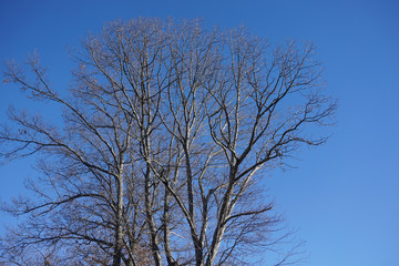 winter oak, tree against blue sky