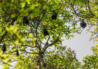 Group of Bats hanging head down sleeping on tree.