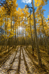 Aspen Sun Rays