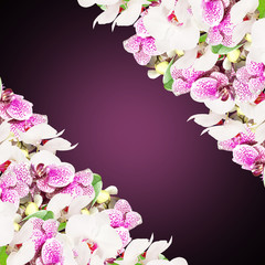 Beautiful floral background of white and purple orchids 