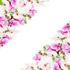 Beautiful floral background of white and purple orchids 