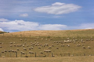 Fototapeta na wymiar Flock of sheep grazing in a hill