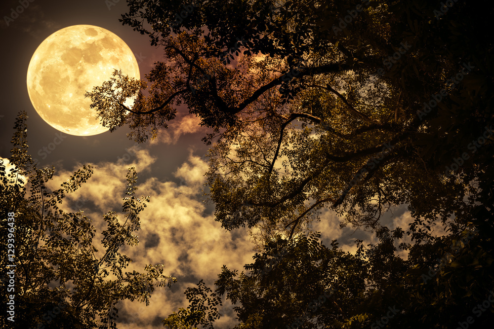 Wall mural silhouette of the branches of trees against the night sky