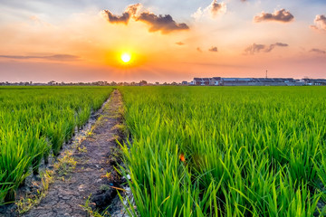 Fototapeta na wymiar Very vast, broad, extensive, spacious rice field, streched into the horizon. Behind it is a line of houses, and beautiful cloud , sun light and yellow sky. This photo captured at sunset