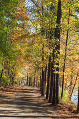 Naklejka na ściany i meble Path among trees in fall season.