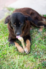 dog and rawhide bone laying down outdoor field