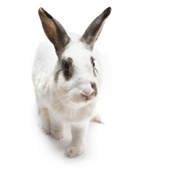 rabbit white Cute spotted sitting on white isolated looking for