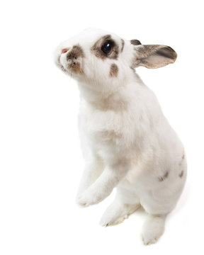 Cute spotted white rabbit stand up on white isolated looking for