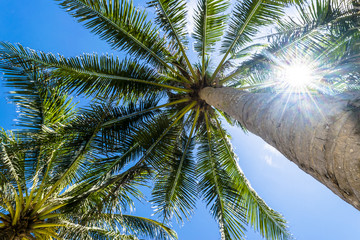 Fototapeta na wymiar The sun shines through the branches of a palm tree