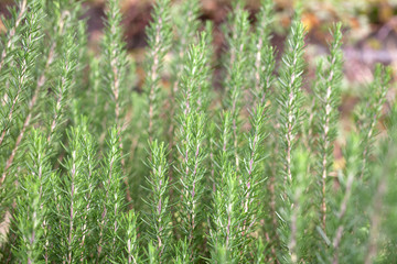 Shallow DOF of rosemary trees at organic vegetable garden