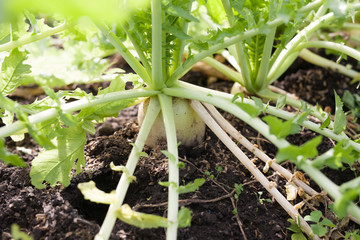 fresh white radish with soil in organic farm