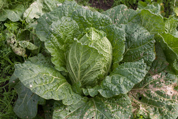 fresh chinese cabbage at vegetable garden