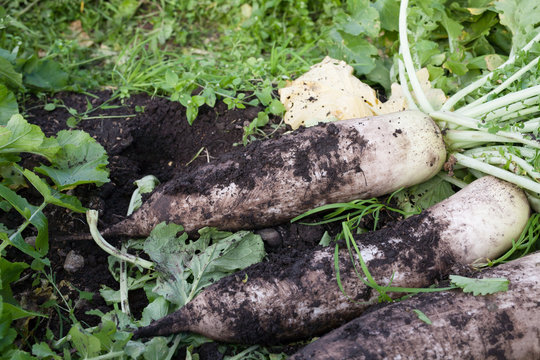 fresh white radish with soil in organic farm