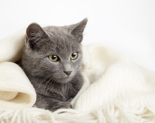 gray kitten wrapped in a blanket, smoky cat in blanket on a gray