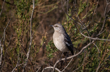 mockingbird close up