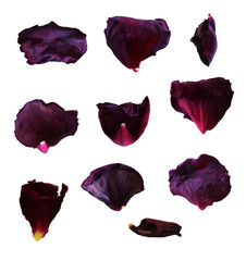 Dry rose petals on isolated background