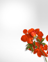 Orange rose on isolated background