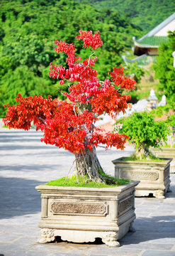 Amazing red Bonsai tree growing in pot outdoors
