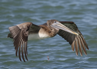 Immature Brown Pelican with a fishing line around its neck - Flo