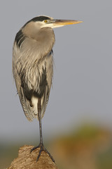 Great Blue Heron perched on a palm stump in Florida