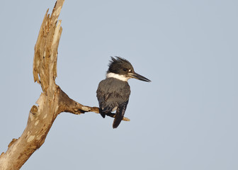 Male Belted Kingfisher perched on a dead branch - Florida