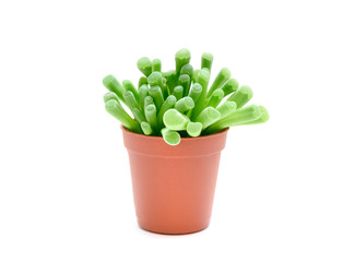 Frithia pulchra succulent plant in flowerpot