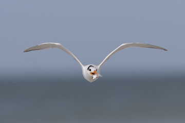 Royal Tern carrying a fish in flight - Florida