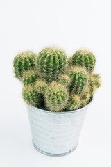 Cactus tree in galvanized flower pot on white background