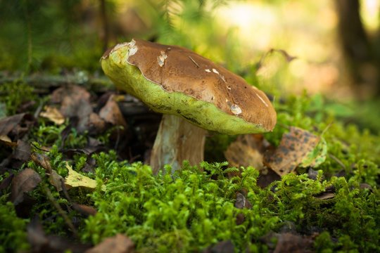 Mushroom Boletus Edulis (Porcini)