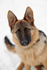 German Shepherds in the snow