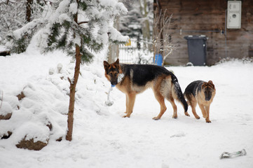 German Shepherds in the snow