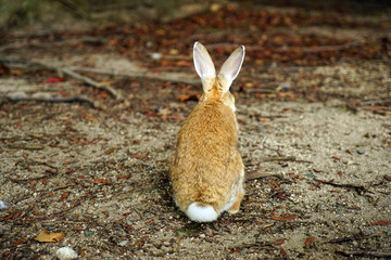 野うさぎ