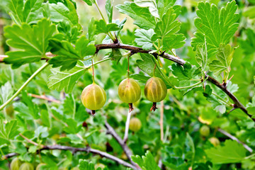 Gooseberries on the bush