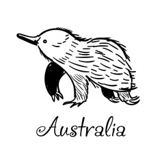 Echidna icon in doodle style. Logotype for business. Vector illustration.