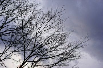 枯れ木と曇り空