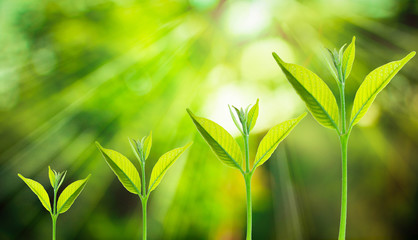 Small tree growing on the blurred fresh green nature background with bokeh of sunlight, Growth of business concepts.
